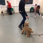 Perfect Puppy Training Class High Peak Dog Services
