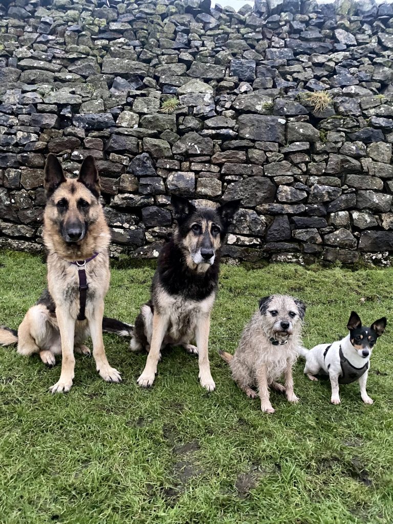 Tricky Teenagers High Peak Dog Services
