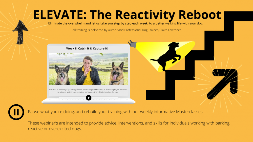 The Reactivity Reboot: Phase 1 + Essentials High Peak Dog Services