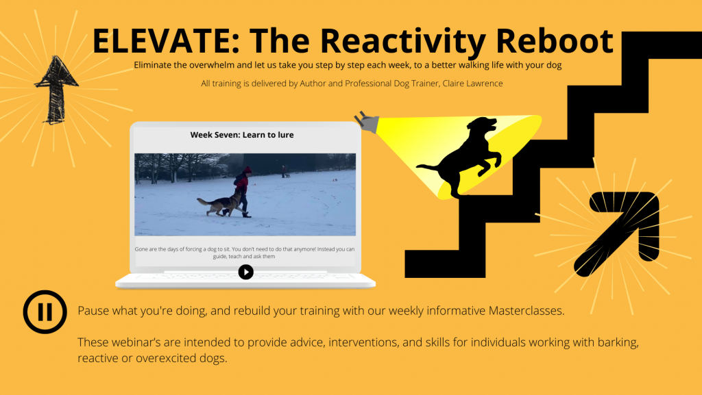 The Reactivity Reboot: Phase 1 High Peak Dog Services