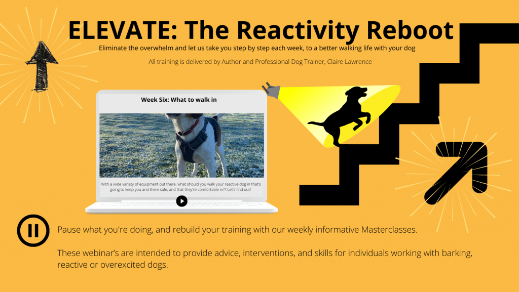 The Reactivity Reboot: Phase 1 + Essentials High Peak Dog Services