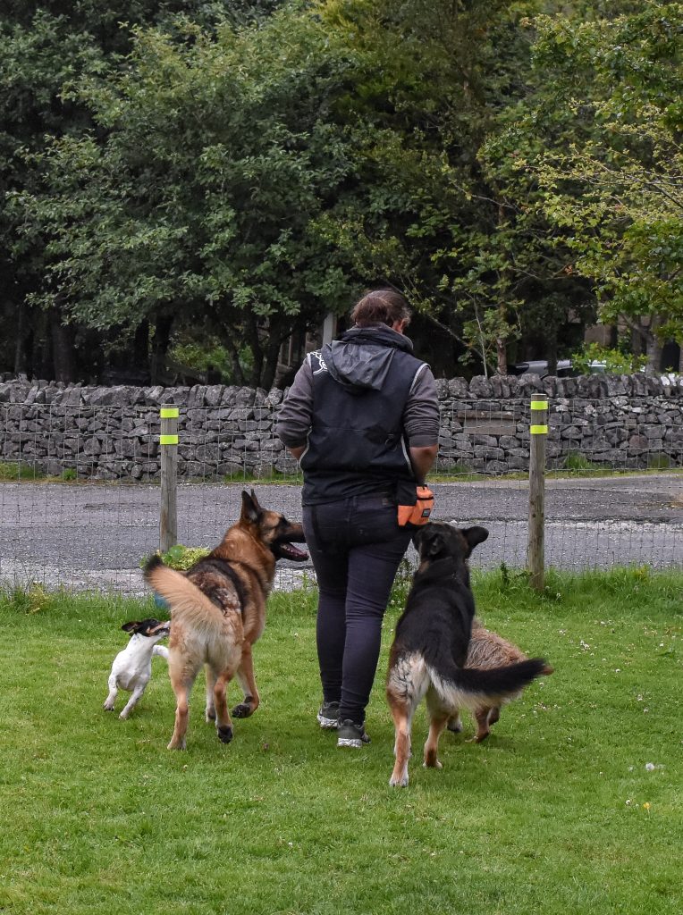 Learning To Lure High Peak Dog Services