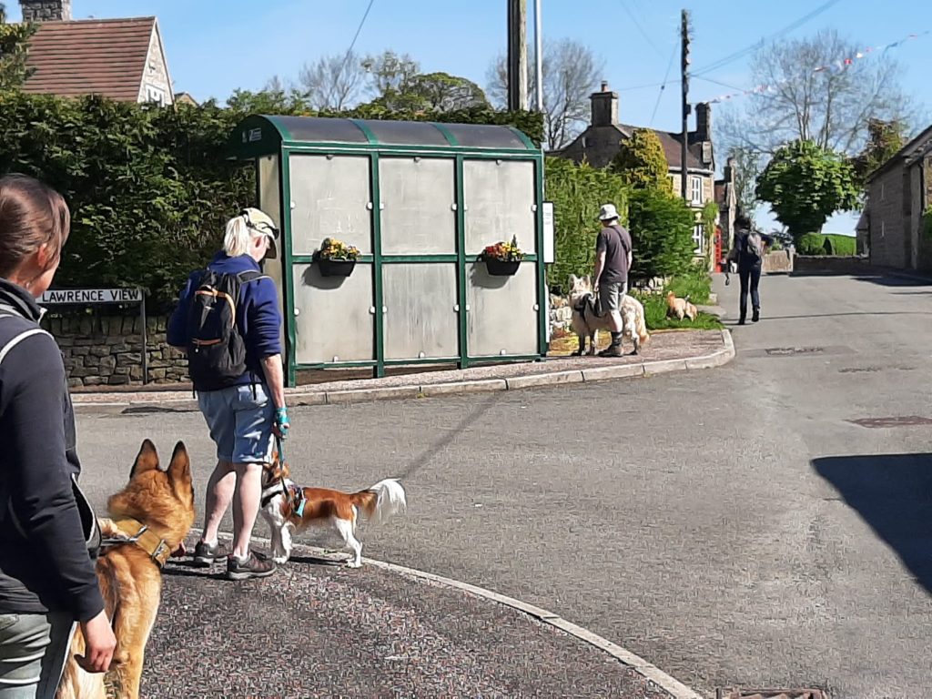 Well Trained Woofers: Obedience Class High Peak Dog Services